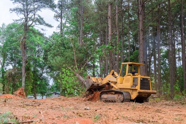 Trees Clearing in Greenville