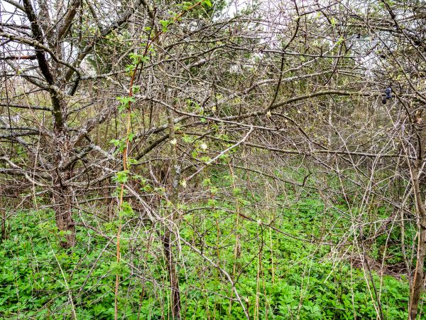 Underbrush Clearing in Greenville