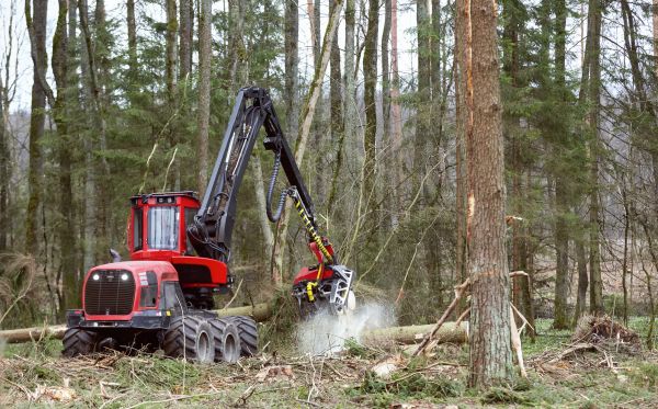 Forest Clearance Service in Greenville