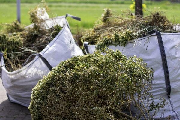 Bushes Clearing in Greenville
