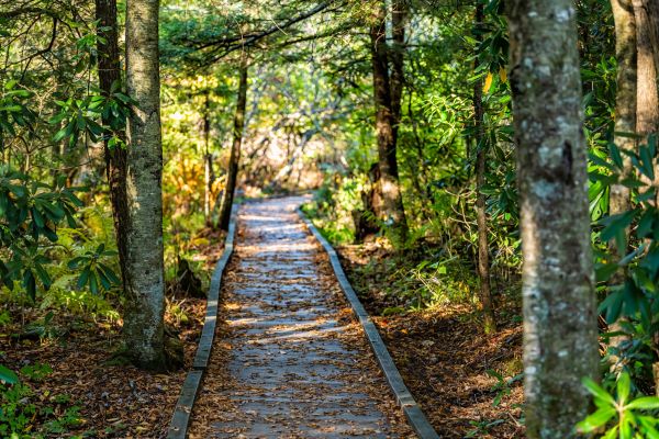 Trail Clearing in Greenville
