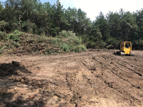 Thicket Clearing in Greenville