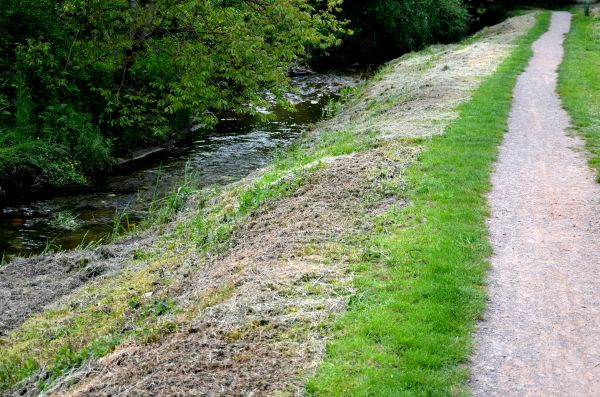 Trail Cutting in Greenville